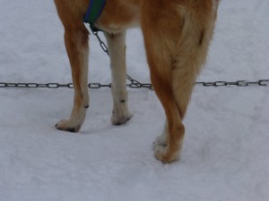 huskystuff-aktivitäten-blog-20170206-tt-01