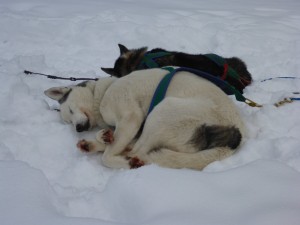 huskystuff-aktivitäten-blog-20170206-tt-04