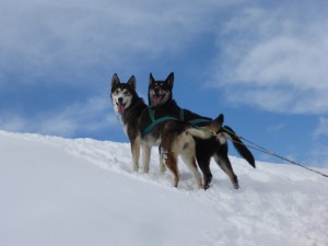 huskystuff-aktivitäten-blog-20170206-tt-11