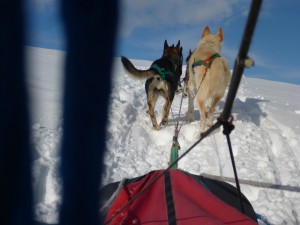 huskystuff-aktivitäten-blog-20170206-tt-15