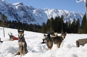 huskystuff-blog-news-20170430-wintergefühle-huskys