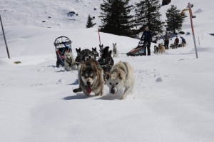 huskystuff-blog-news-20170430-wintergefühle-trailbreaker