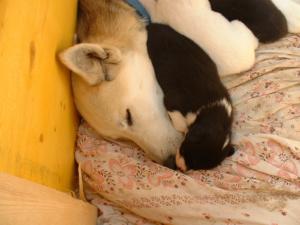 huskystuff-blog-news-20190724-luna-mamma