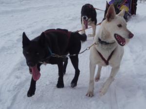 huskystuff-blog-news-20200330-juuli-2