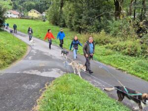 Huskytrekking