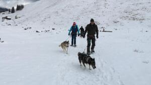 Huskytrekking